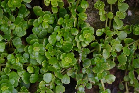 冷水花照顧|【冷水花照顧】冷水花，不只是冷水花：認識、養護、繁殖小秘辛。